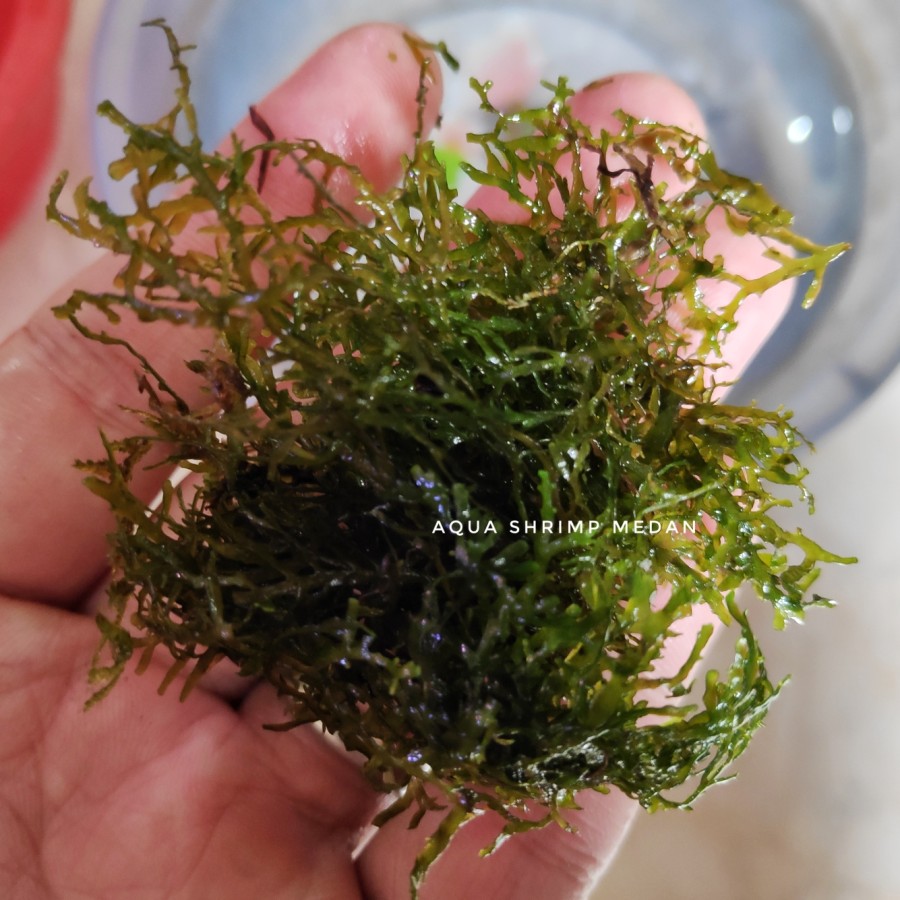 moss ricardia aquascape