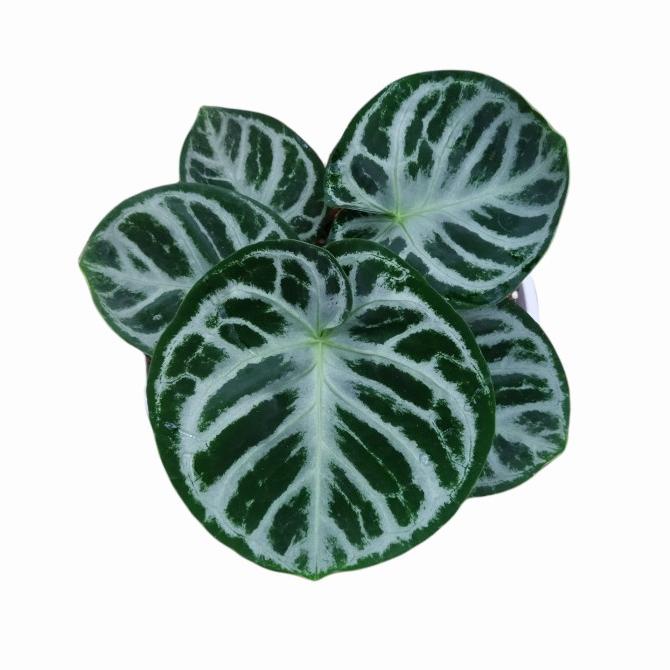 kuping Gajah Dorayaki mangkok