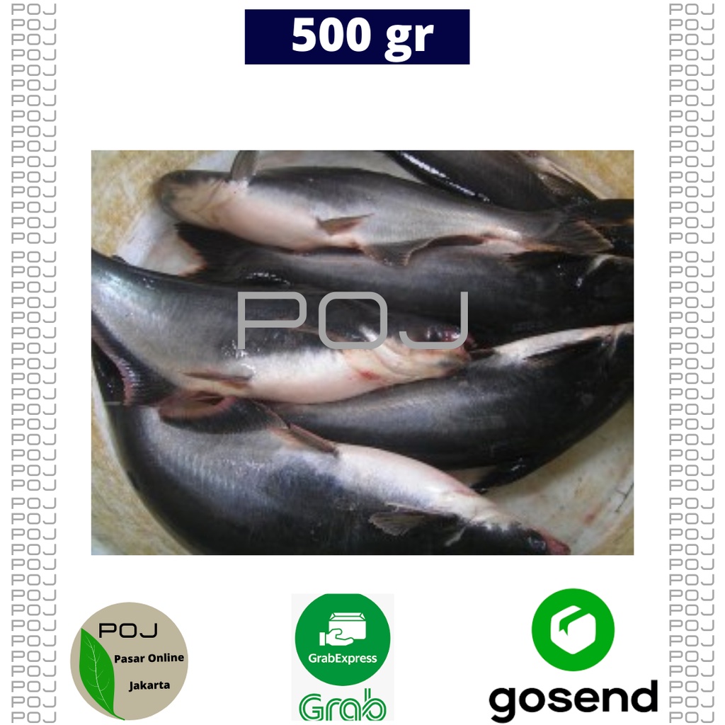 

Ikan Patin Fresh 500 gr✓Ikan Patin Utuh✓Ikan Patin Segar✓Ikan Patin Premium✓Ikan Murah✓POJ