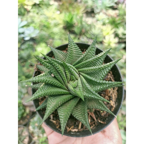 Hawhortia Limifolia Hijau