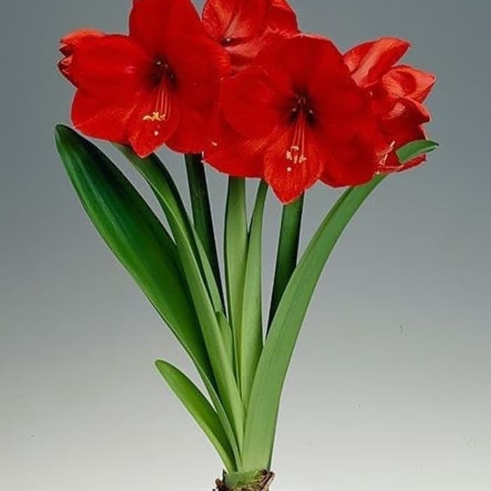 PROMO tanaman hias amarilis - bunga amarilis - bibit amarilis - amarilis