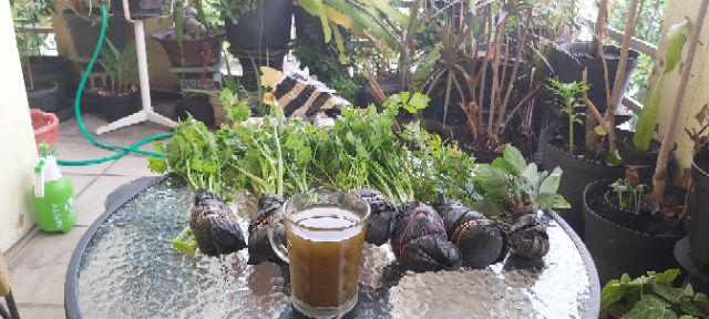 Media Tanam Cocopeat