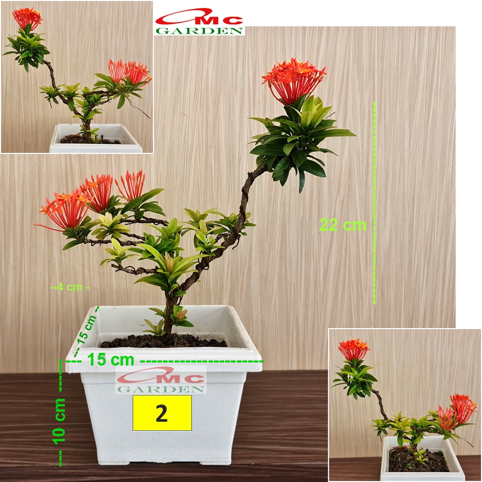 Tanaman Hias Bonsai Bonsae Mame Soka Mini Asoka Jepang Ixora Orange B-SMO-001