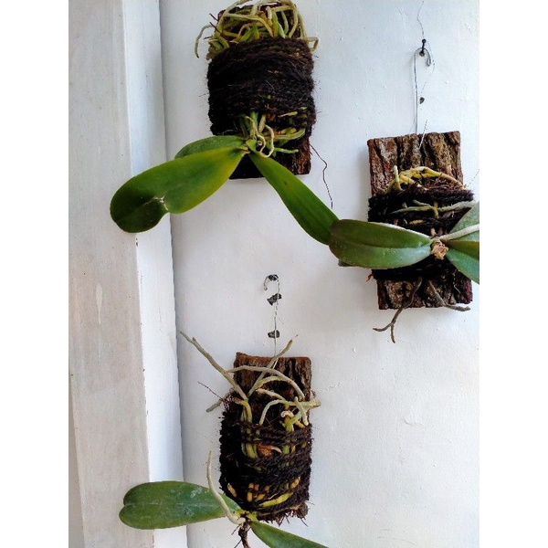 Kulit Pinus Media Tanam Anggrek Tempel