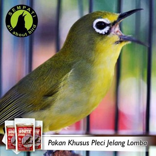8600 Koleksi Gambar Burung Pleci Kartun Terbaru