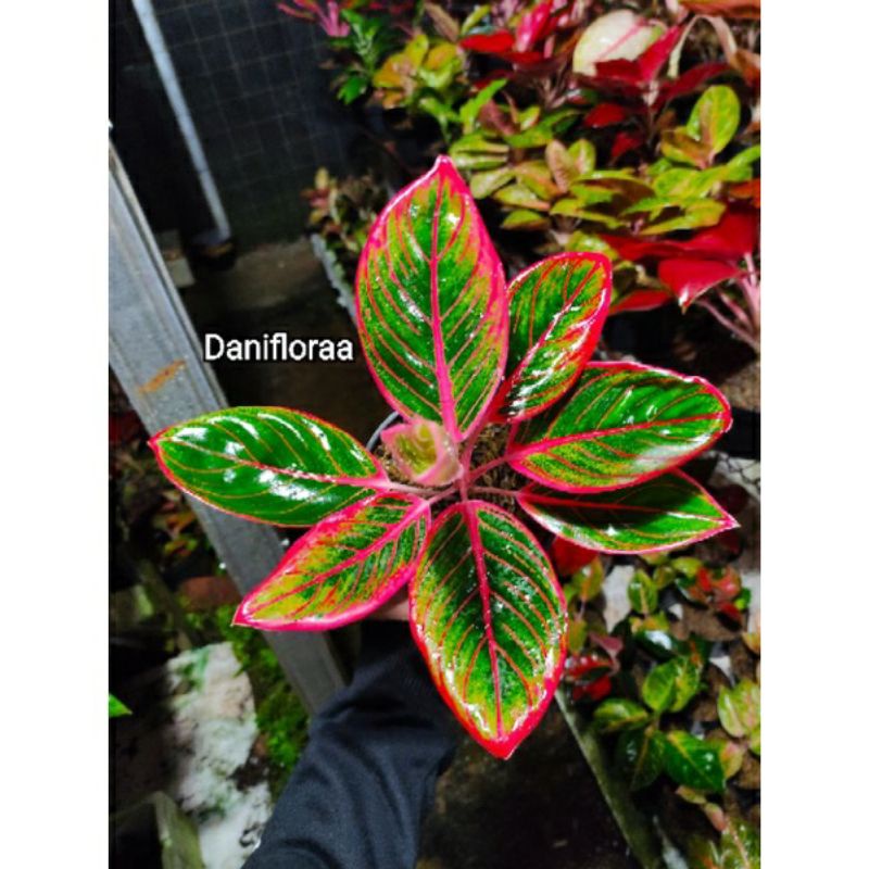 Aglonema Khanza Anakan