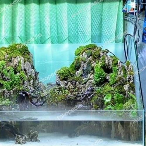 Moss Paludarium/Terrarium/vivarium