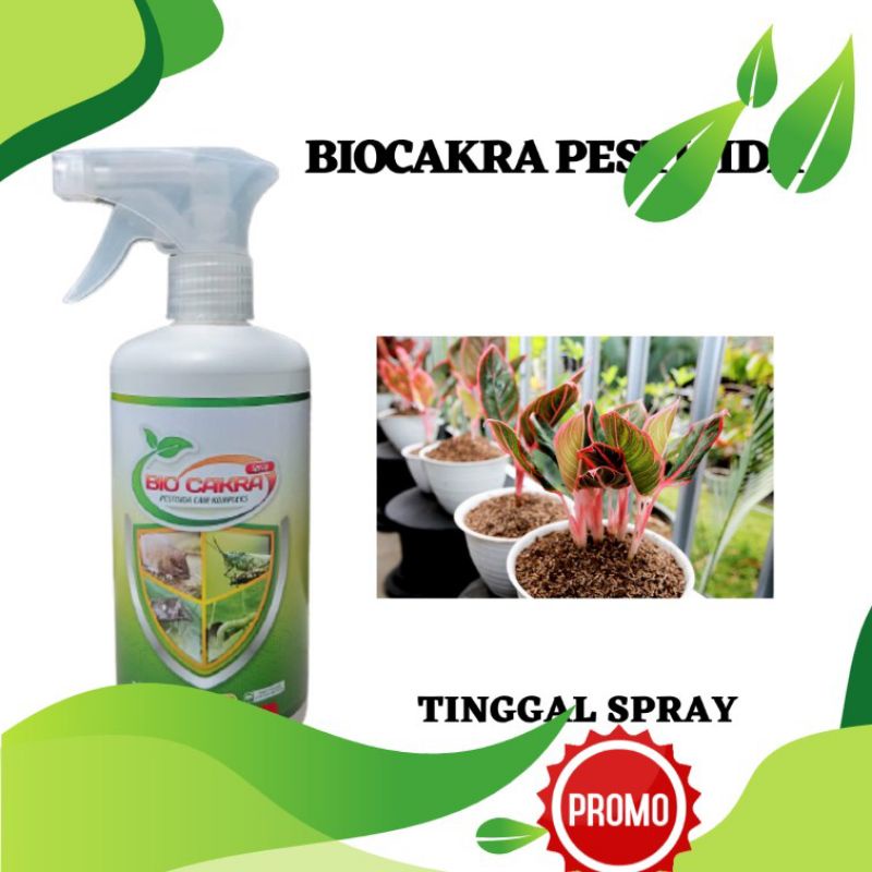 Pupuk Untuk Menyuburkan Tanaman Aglonema, BIOCAKRA PESTISIDA, Pupuk Untuk Pertumbuhan Aglonema