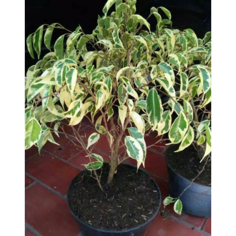 BAHAN BONSAI BERINGIN PUTIH