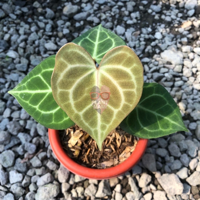 Anthurium Clarinervium red dot