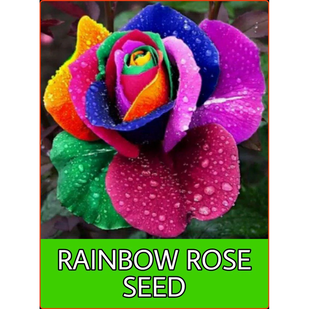 10 Biji Benih Bibit Biji Bunga Mawar Pelangi  Rainbow Rose 