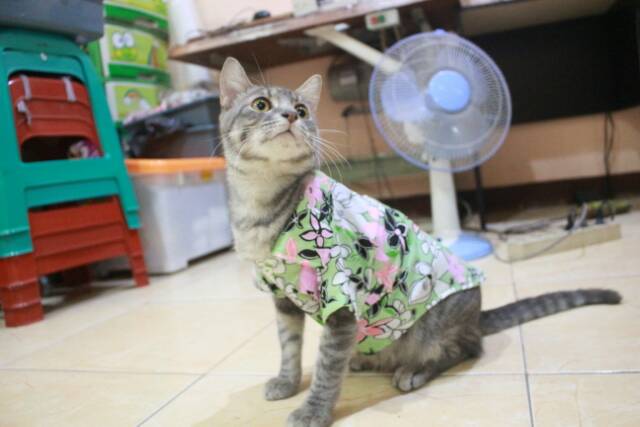 Edisi spesial baju pantai happy international cat day / baju kucing lucu size S M L XL