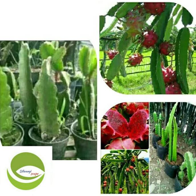 BIBIT TANAMAN BUAH NAGA MERAH/POHON BUAH NAGA MERAH