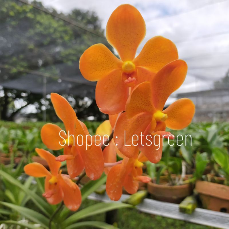 Anggrek Vanda Mokara Orange Delight