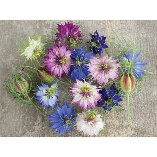 Benih Bibit Biji - Bunga Nigella Love in a Mist (Nigella damascena) Flower Seeds - IMPORT