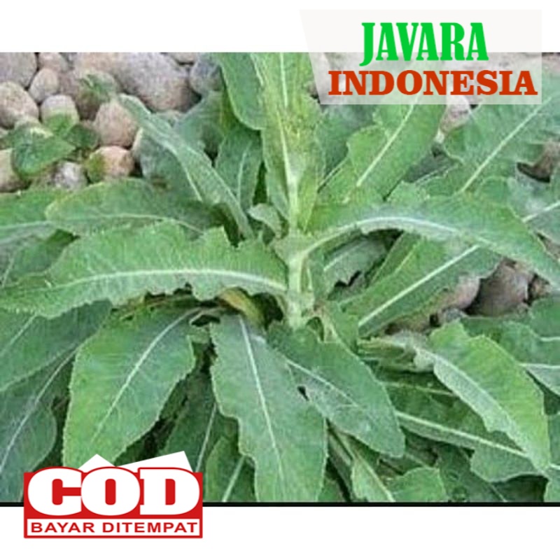 

Daun tempuyung segar - Meluruhkan batu ginjal