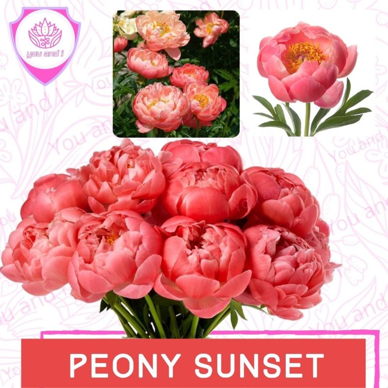 Benih PEONY SUNSET - Biji Bibit Bunga
