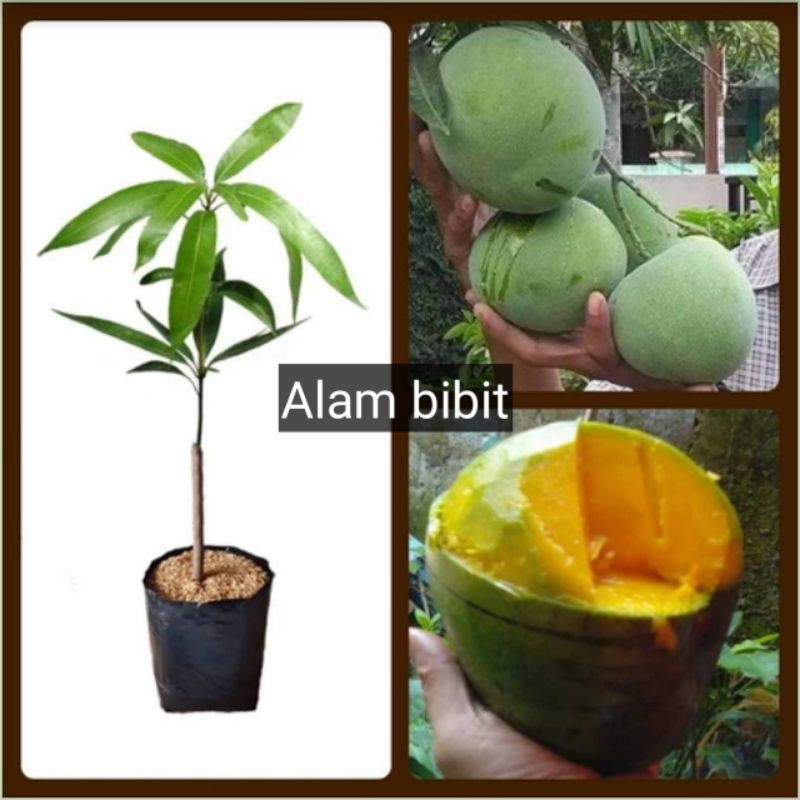 BIBIT MANGGA KELAPA MANIS (BISA DITARUH POT)