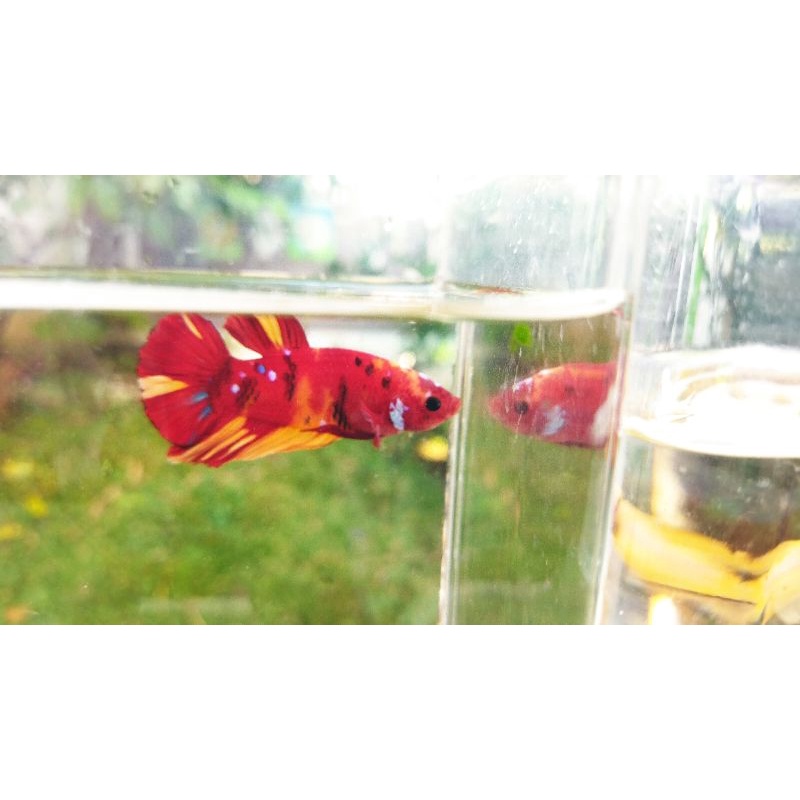 Betta #5 Cupang Female Betina Giant Yellow Multicolor Fancy Banana Galaxy