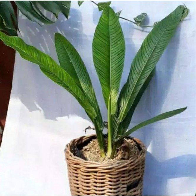Tanaman Hias Philodendron Lynette - Philo Linet