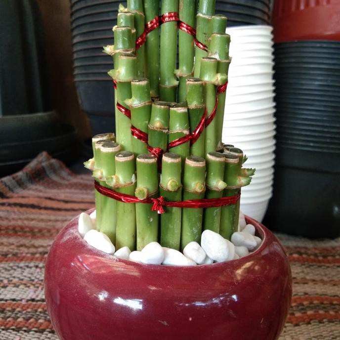 BAMBU HOKI MAHKOTA PLUS POT KERAMIK