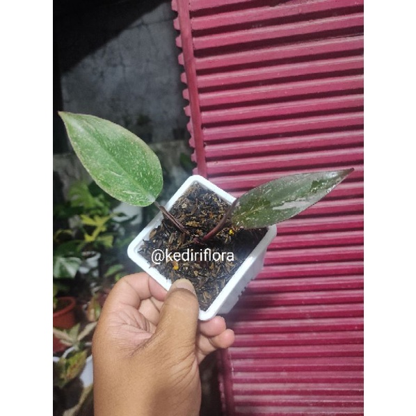 Philodendron Pink Princess Galaxy