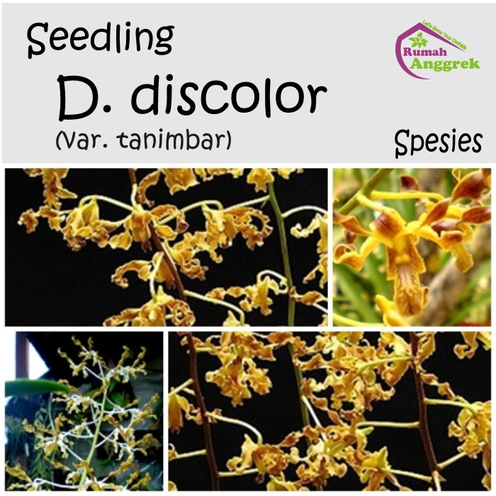 Seedling Dendrobium Discolor var Tanimbar Spesies Anggrek papua australia Dendro emas