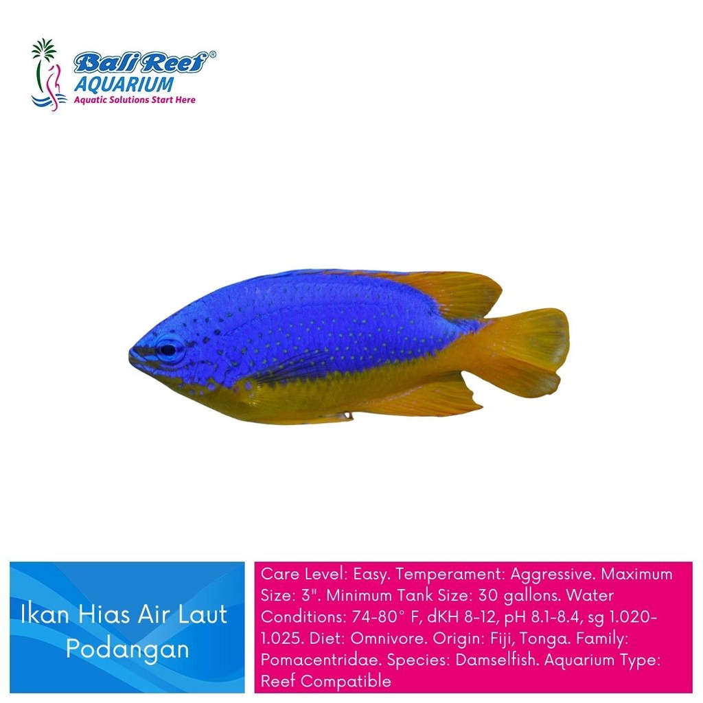 Ikan Hias Air Laut Podangan Metalic Blue Yellow Belly Damsel