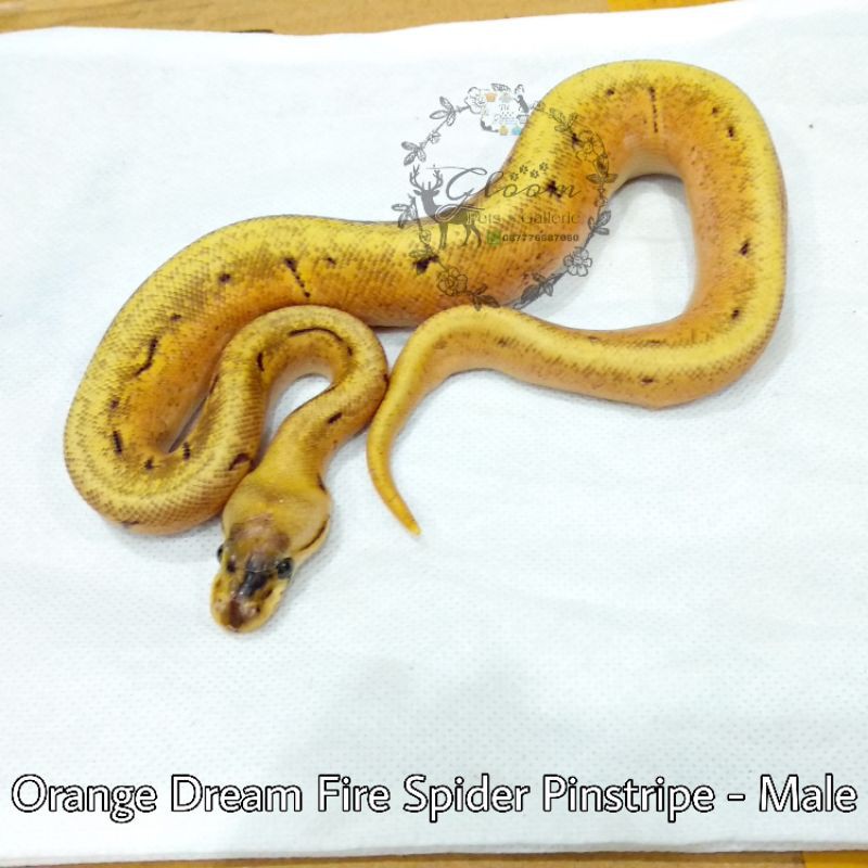 Ball Python BP Orange Dream Fire Spider Pinstripe MALE baby size +/- 35 cm