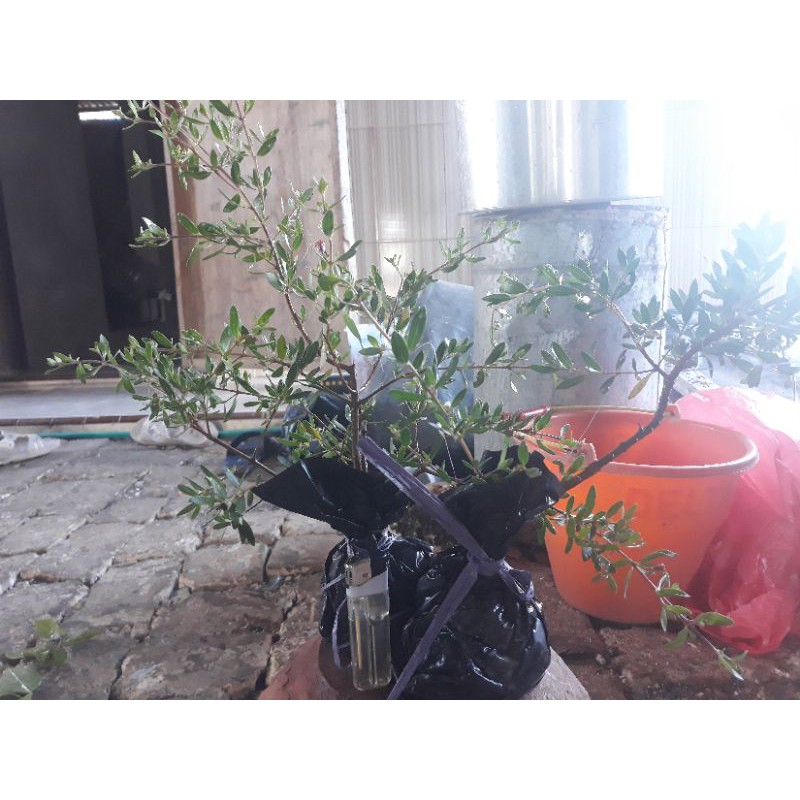 BIBIT SANTIGI. bahan bonsai santigi