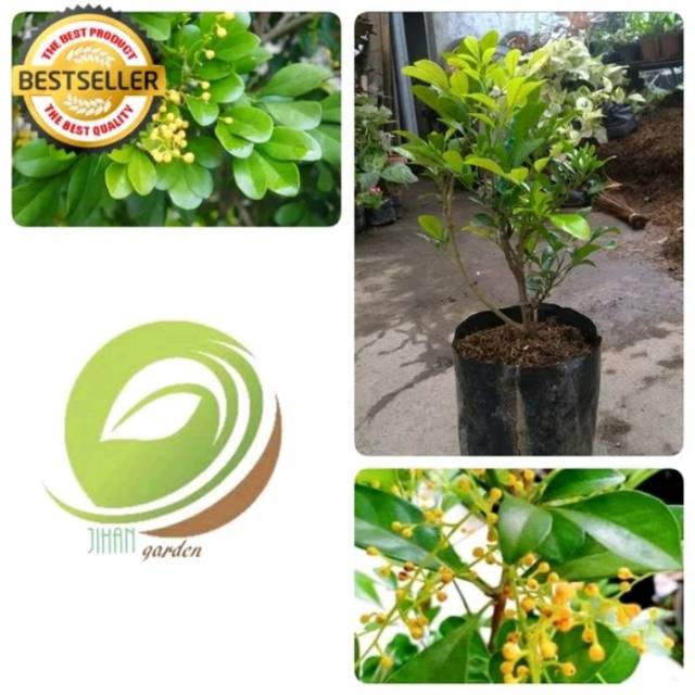 Bibit pohon tanaman culan pacar cina kemuning cina