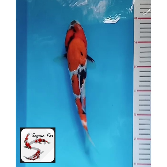 Koi Showa Lokal Blitar 27 CM