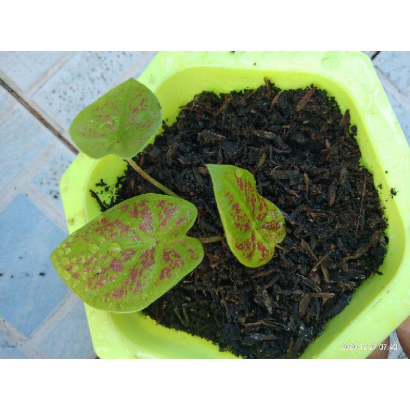 Bonggol Caladium New Wave/keladi new wave/new wave