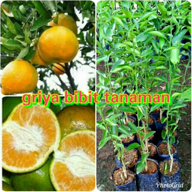 BIBIT BUAH JERUK BW