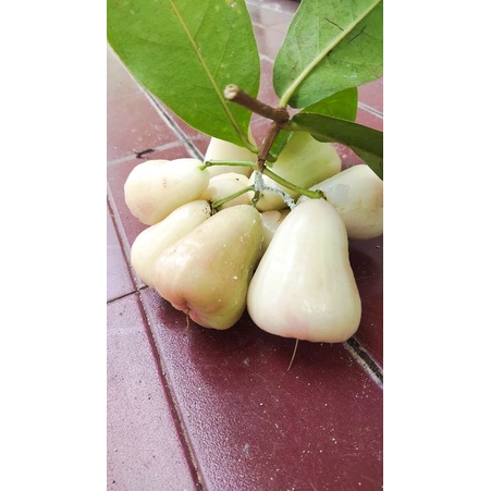 

jambu air putih