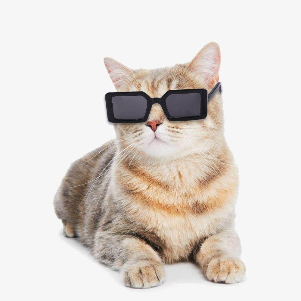 Solighter Kacamata Kucing Fashioning Bingkai Segitiga Cermin Multicolor Kacamata Anjing