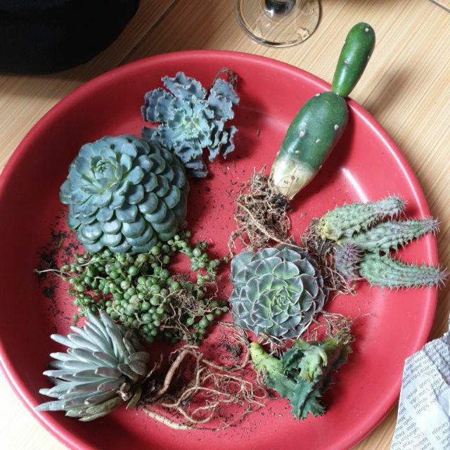 Paket Tanaman Hias Sukulen Sekulen Medium Random