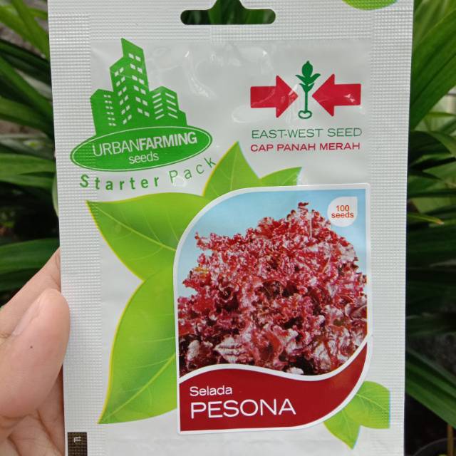 (REPACKING) Benih Selada Merah PESONA Cap Panah Merah isi 18 benih