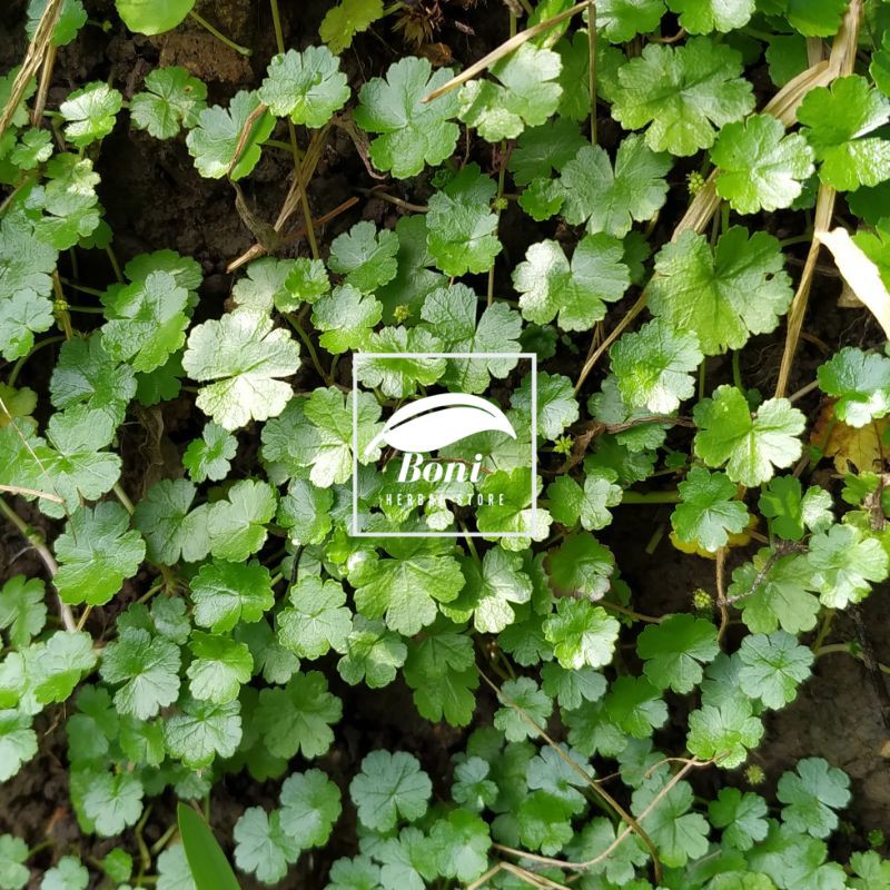 Daun Semanggi Gunung Patikim Antanan Kecil 500gr