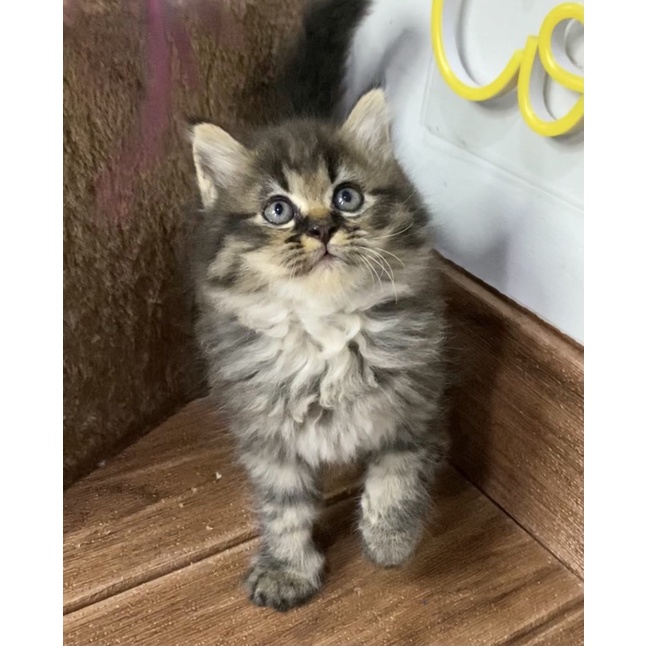 Kitten Kucing Persia Black Tabby Shopee Indonesia
