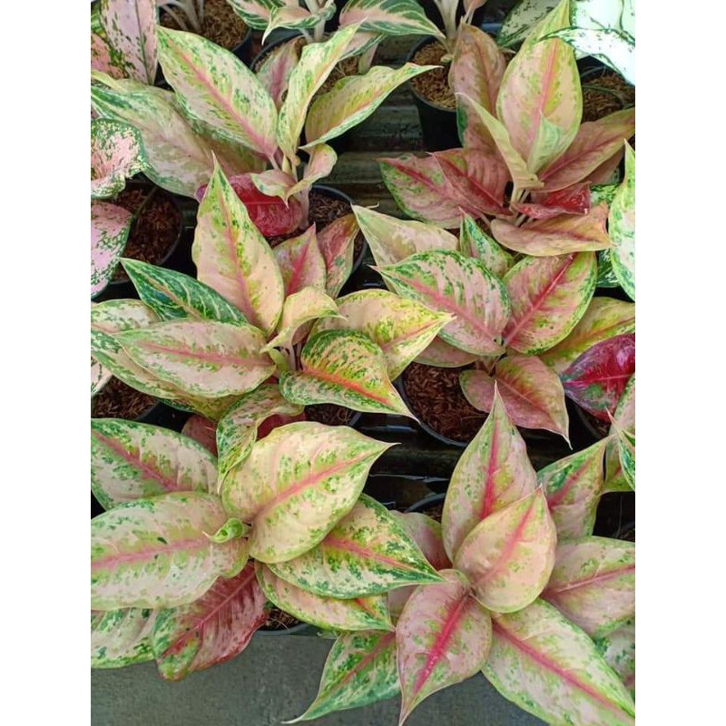 Bunga Aglonema LOD / Light Of Diamond (Bunga aglonema import)