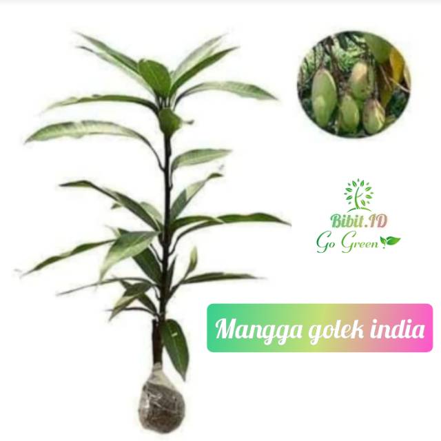 Mangga golek India / bibit buah mangga