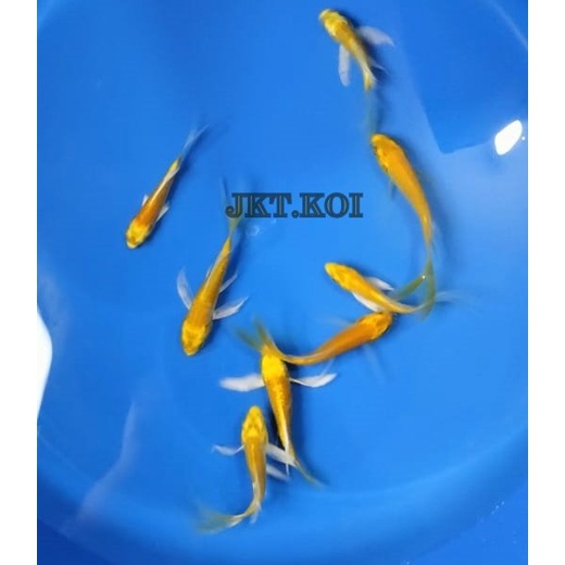 ikan koi blitar 5 ekor ogon slayer/semi size 5-8cm