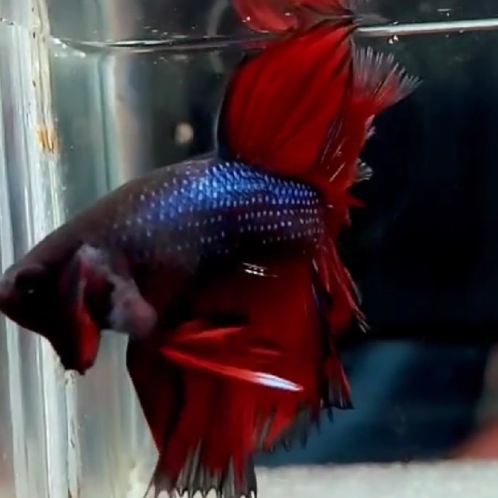 ikan cupang HM rostall rad(beli 1 dapat 2ikan)