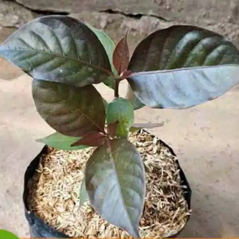 Bibit tanaman herbal Daun ungu