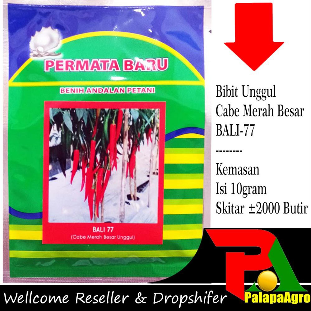 Langsung Order Benih cabe merah Besar BALI77-Bibit cabe merah terbaik