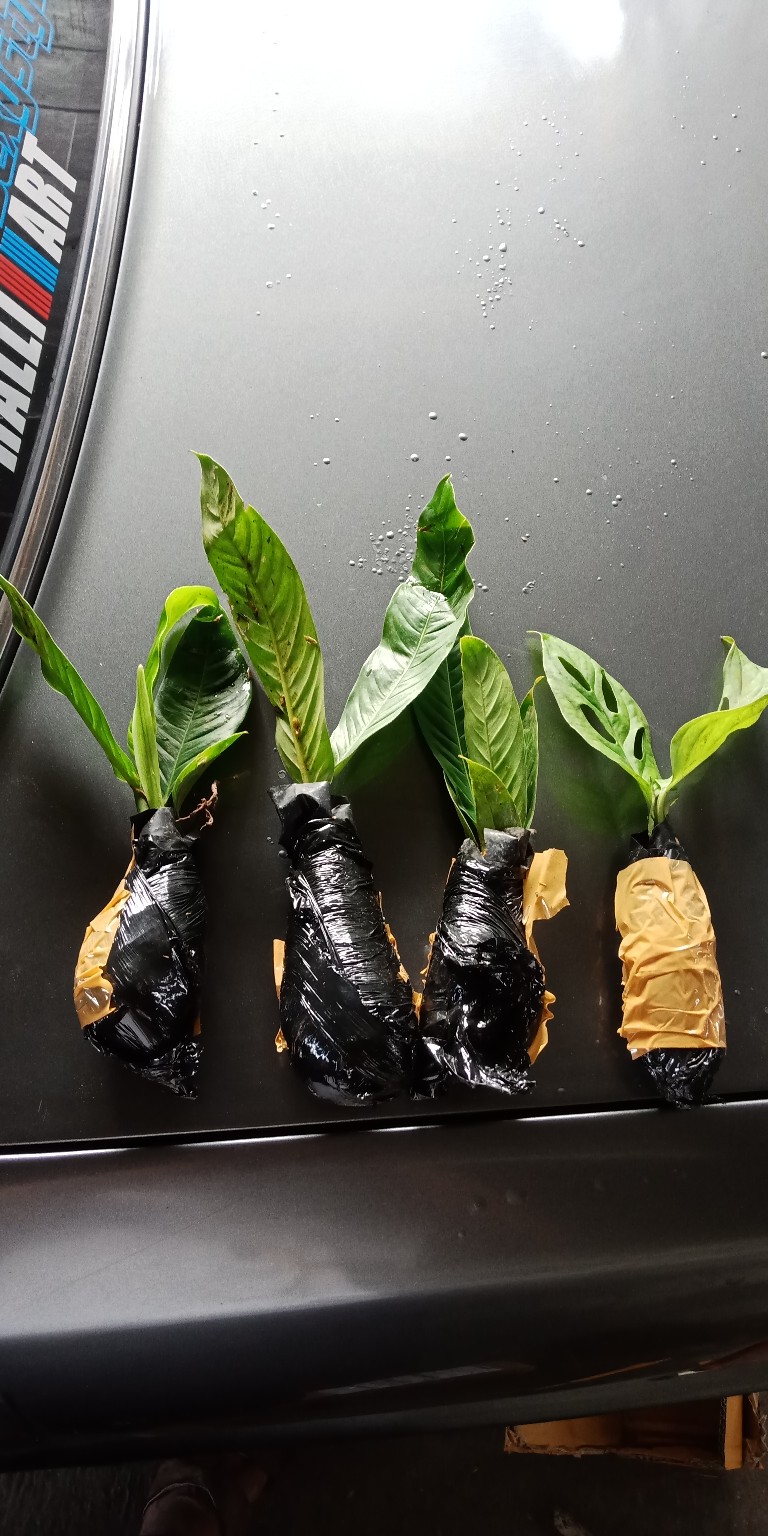 Tanaman Hias Bibit Anturium Linet