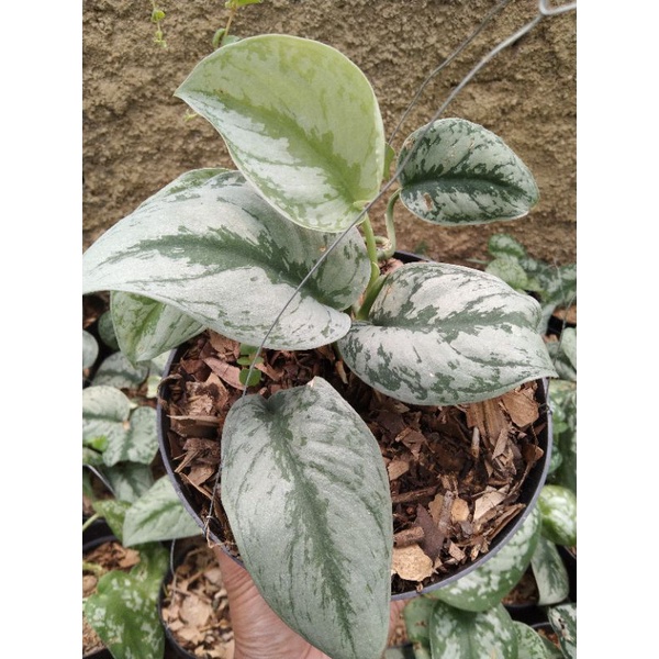 scindapsus rimbun pot 17