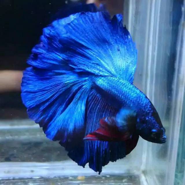 Ikan cupang halfmoon rosetail blue solid | Shopee Indonesia