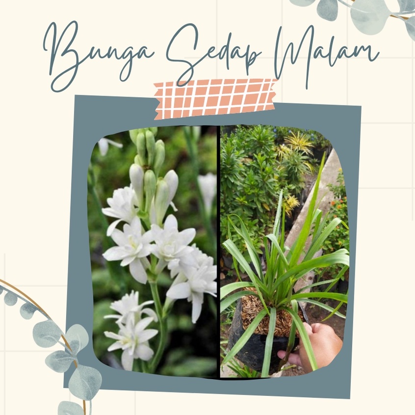 Tanaman Hias Bunga Sedap Malam Bibit Bunga Sedap Malam Cantik Sedap Malam